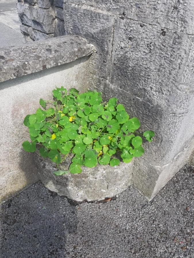 Strokestown Townhouse Apartments מראה חיצוני תמונה